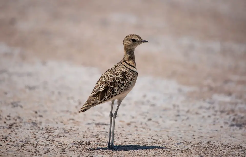 Namibia_Etosha_672.jpg