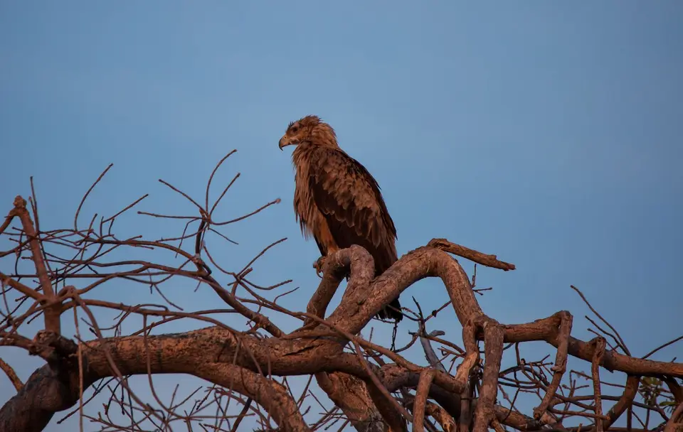 Namibia_Etosha_674.jpg
