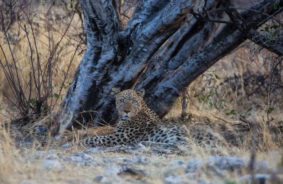 Namibia_Etosha_677.jpg