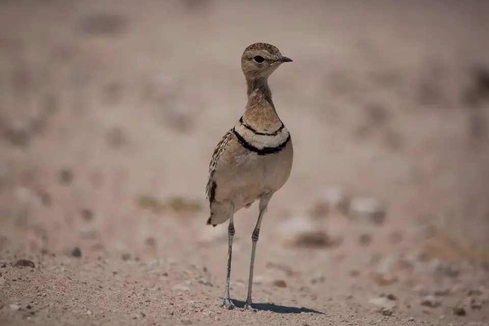 Namibia_Etosha_683.jpg
