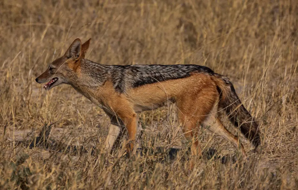 Namibia_Etosha_701.jpg