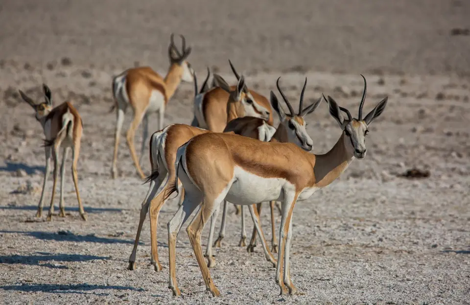 Namibia_Etosha_702.jpg