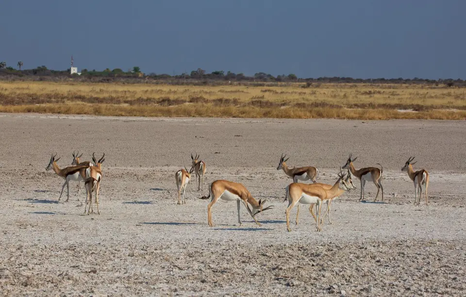 Namibia_Etosha_703.jpg