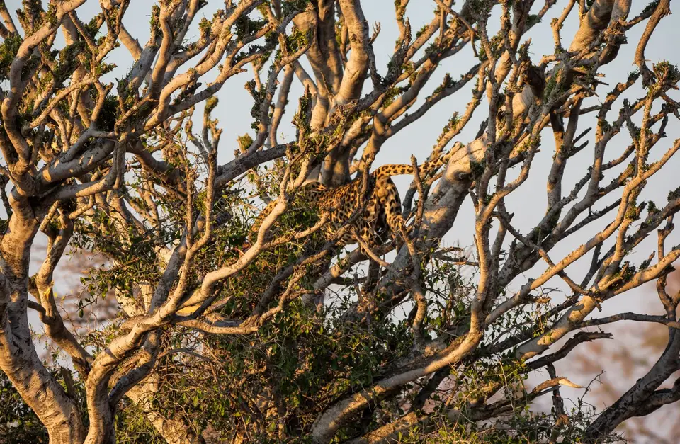 Namibia_Etosha_724.jpg
