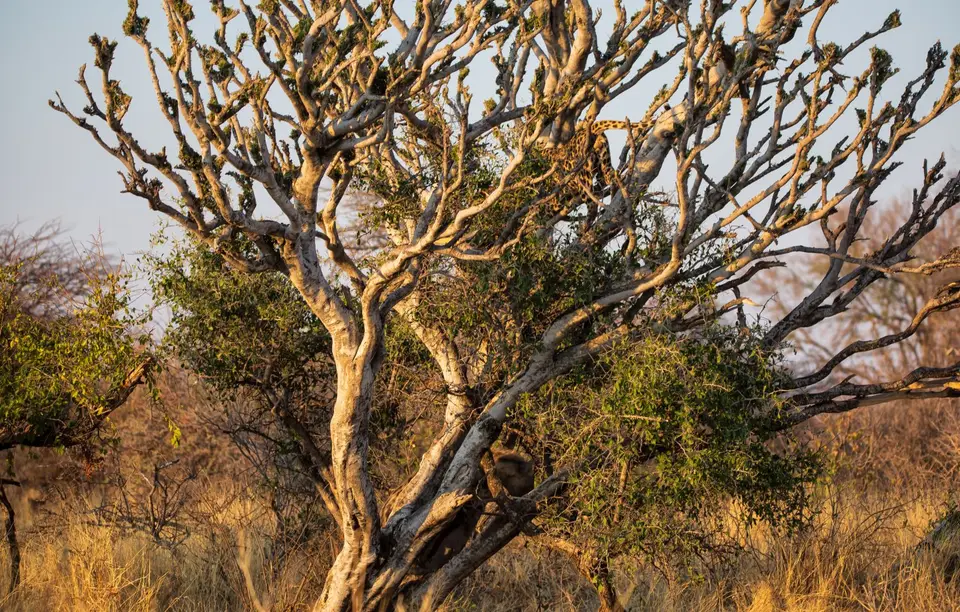 Namibia_Etosha_725.jpg