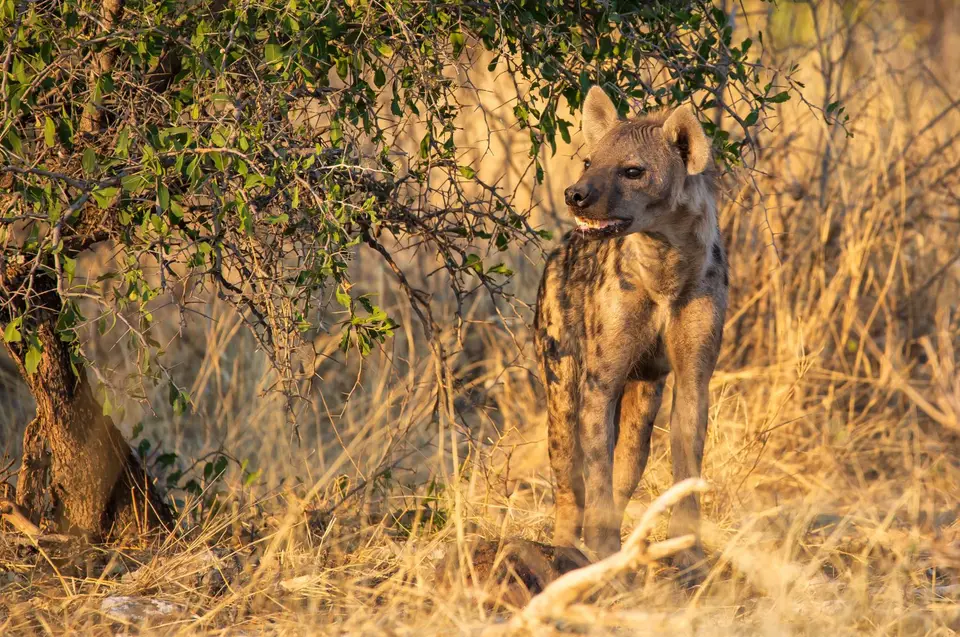 Namibia_Etosha_728.jpg