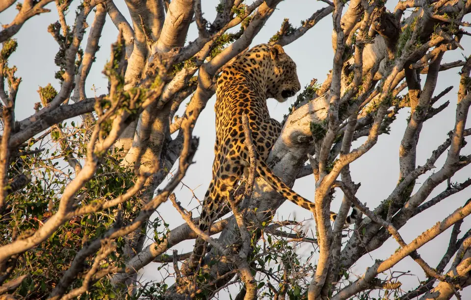 Namibia_Etosha_730.jpg