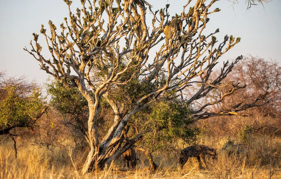 Namibia_Etosha_737.jpg