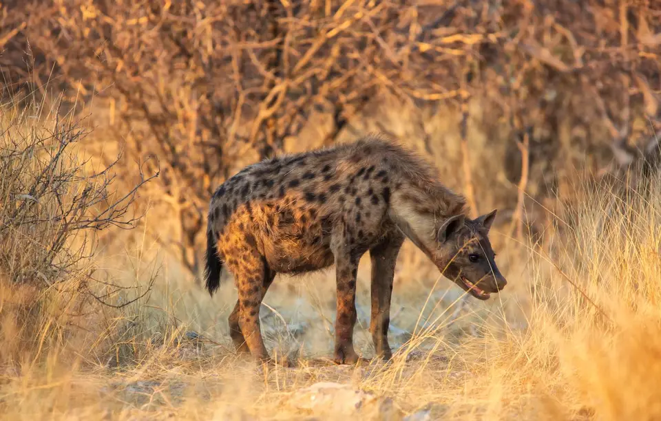 Namibia_Etosha_744.jpg