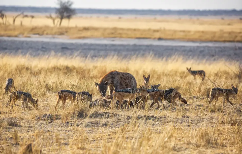 Namibia_Etosha_749.jpg