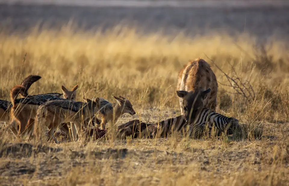 Namibia_Etosha_750.jpg