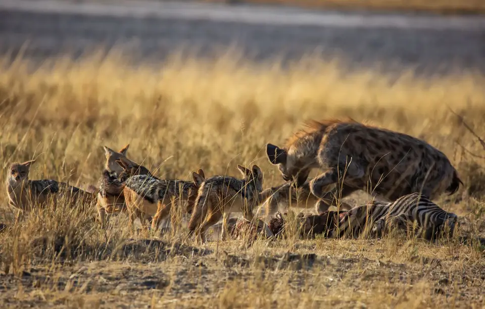 Namibia_Etosha_751.jpg