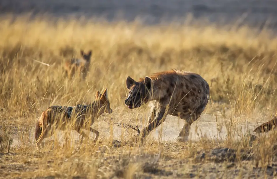 Namibia_Etosha_752.jpg