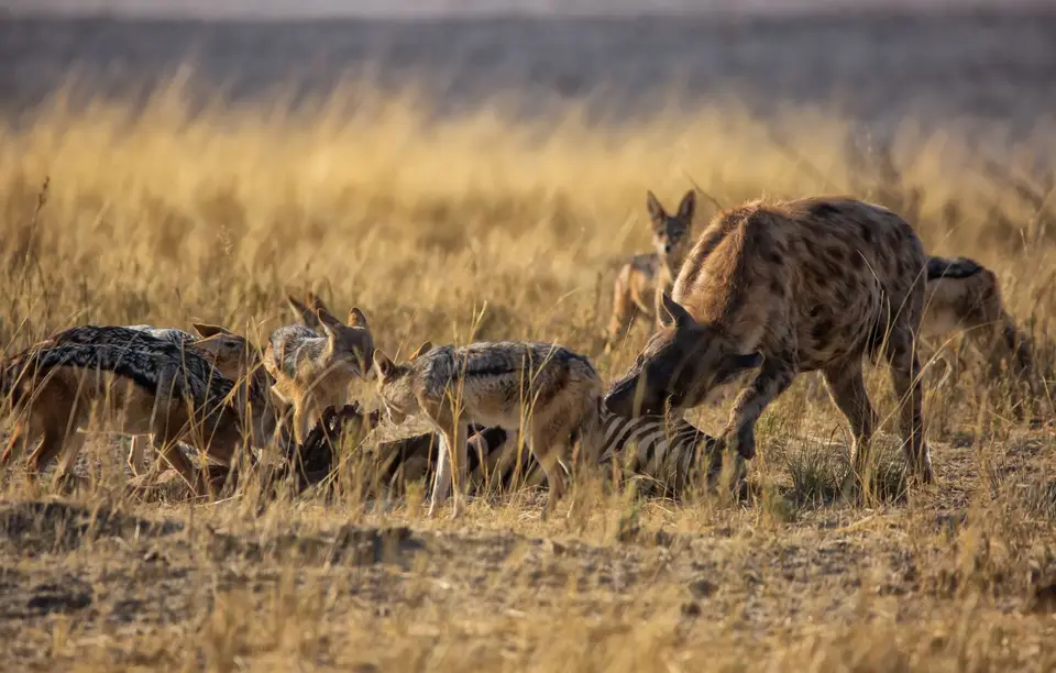 Namibia_Etosha_755.jpg