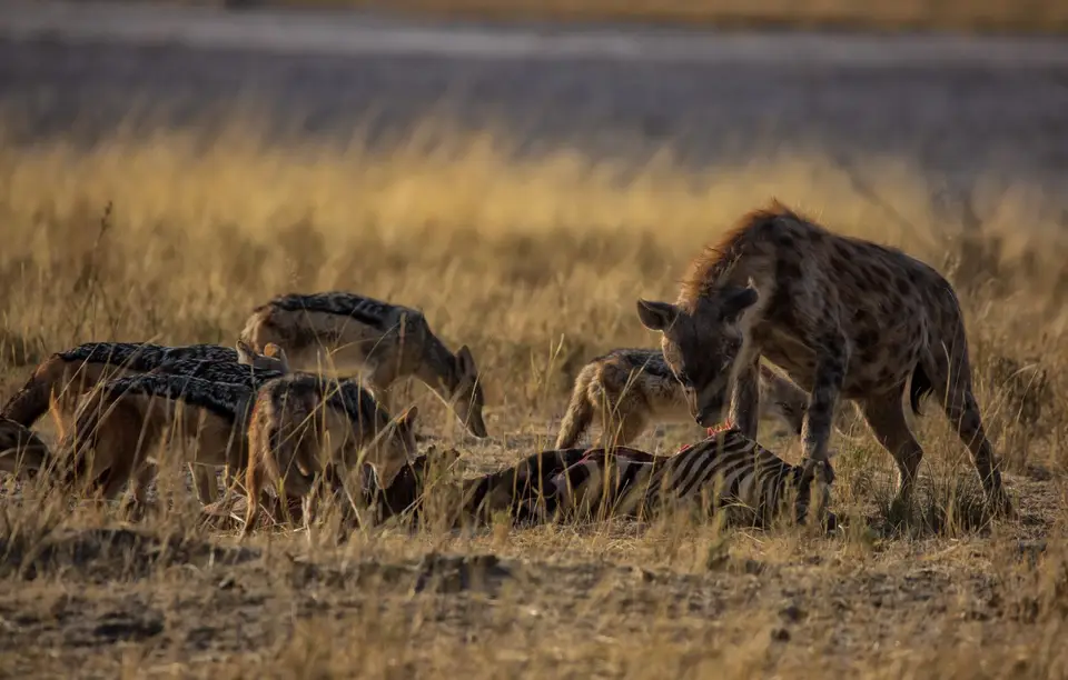 Namibia_Etosha_756.jpg