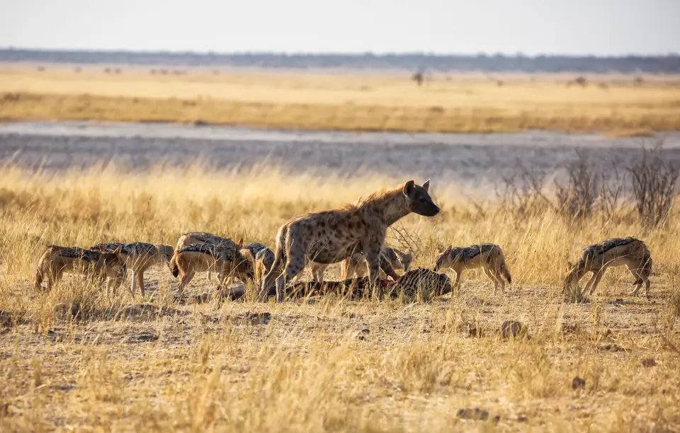 Namibia_Etosha_758.jpg