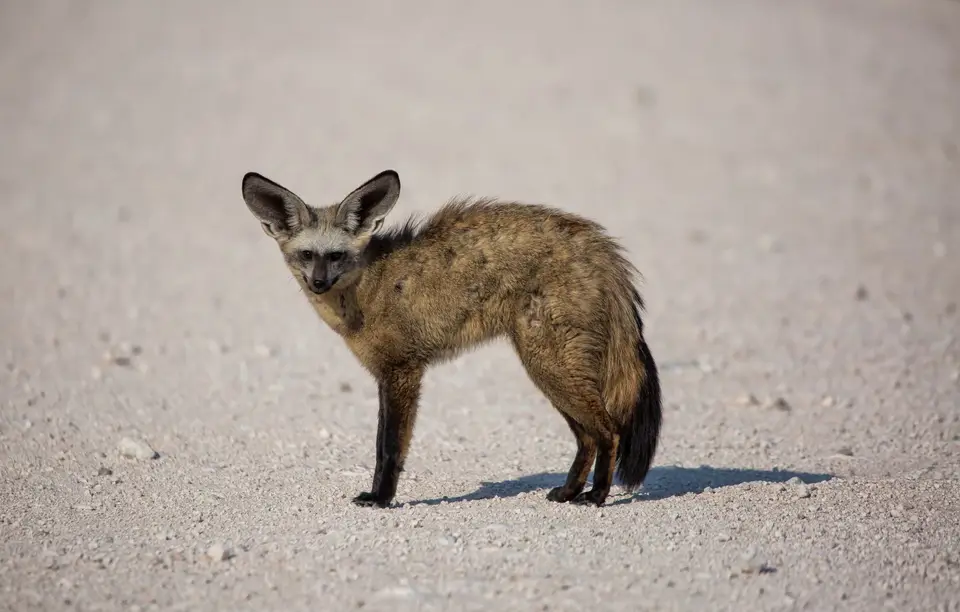 Namibia_Etosha_765.jpg