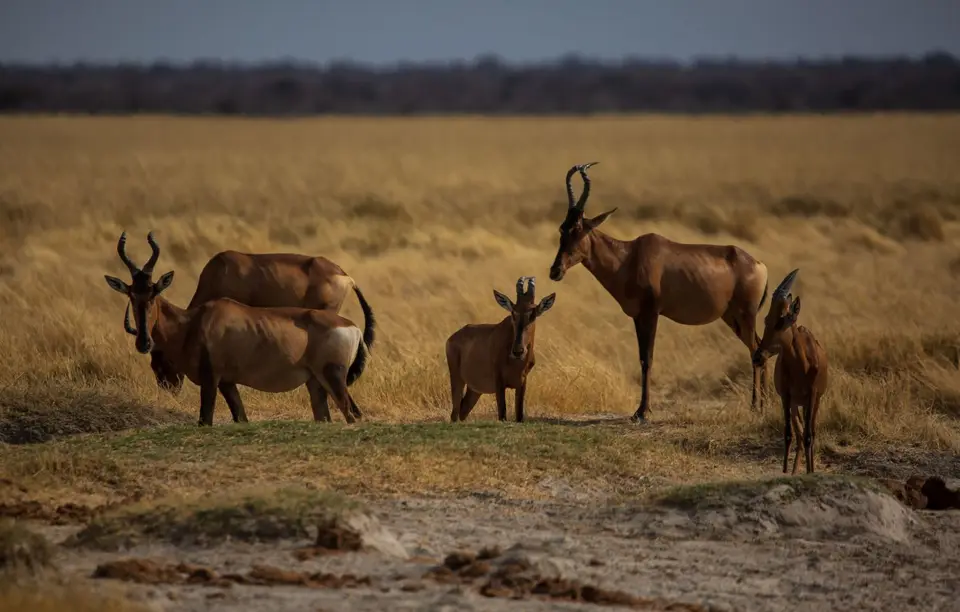 Namibia_Etosha_771.jpg