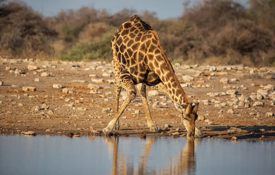 Namibia_Etosha_785.jpg