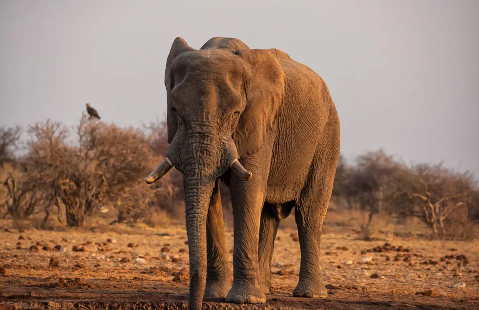 Namibia_Etosha_791.jpg
