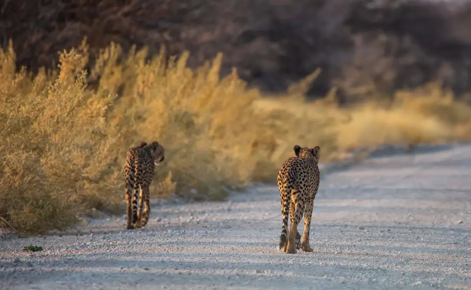 Namibia_Etosha_793.jpg