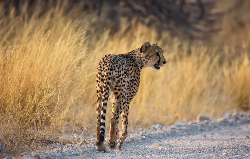 Namibia_Etosha_794.jpg