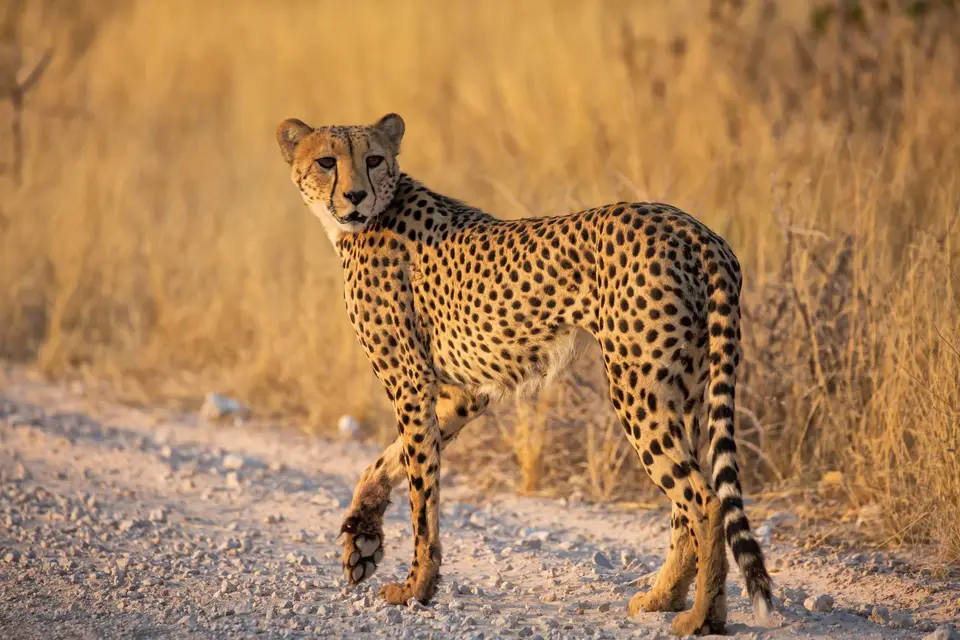 Namibia_Etosha_798.jpg