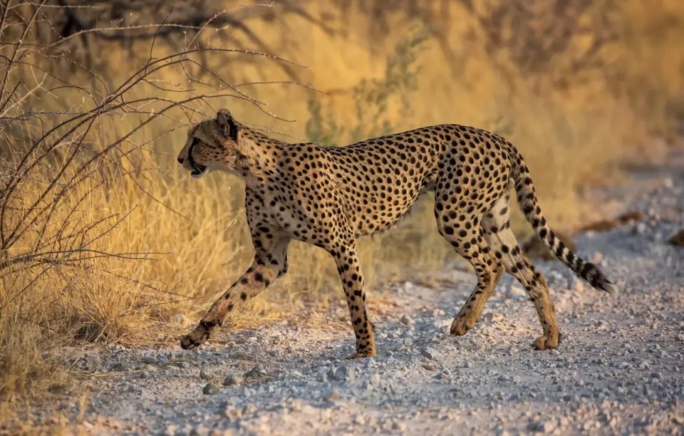 Namibia_Etosha_805.jpg