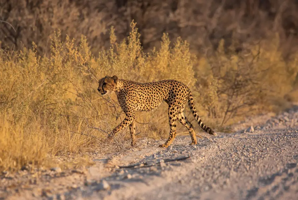 Namibia_Etosha_806.jpg