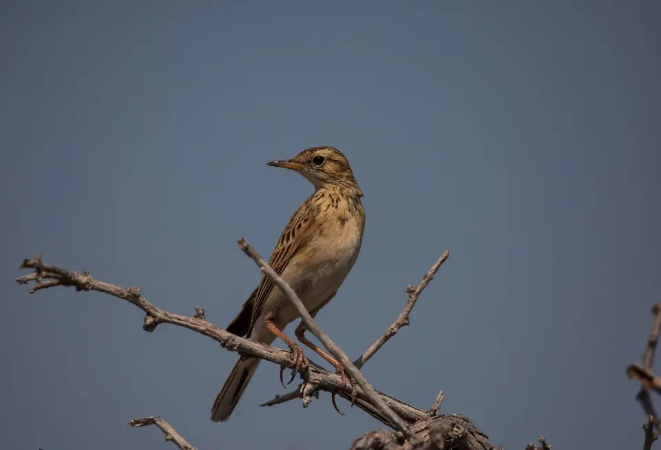 Namibia_Etosha_826.jpg