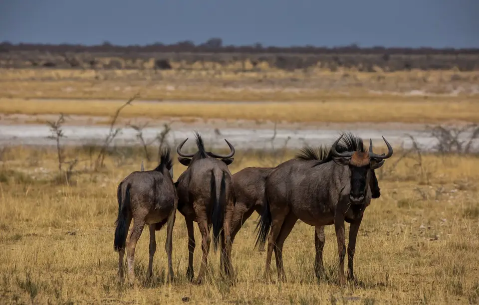 Namibia_Etosha_830.jpg