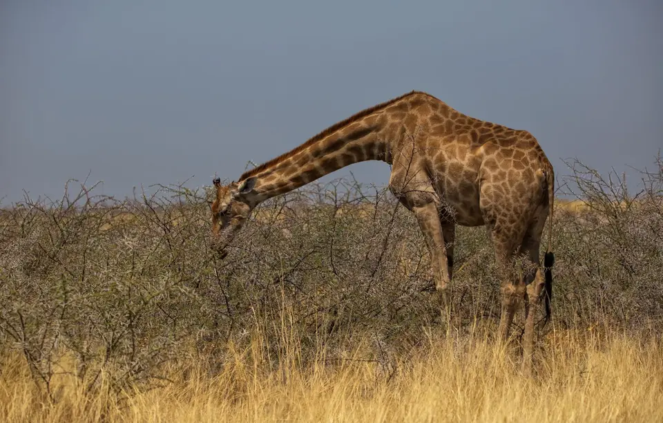 Namibia_Etosha_831.jpg