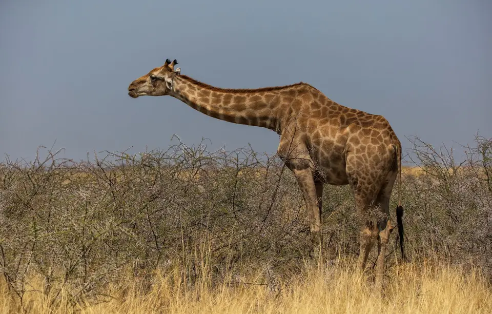 Namibia_Etosha_832.jpg