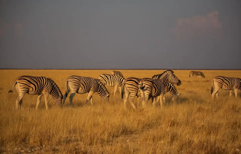 Namibia_Etosha_854.jpg