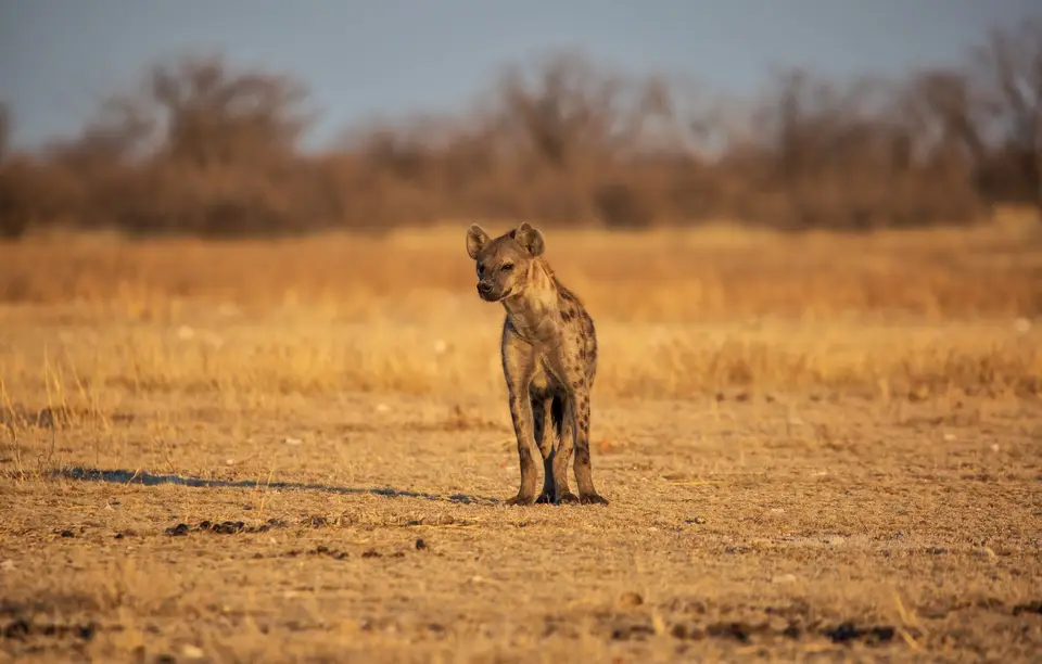 Namibia_Etosha_929.jpg