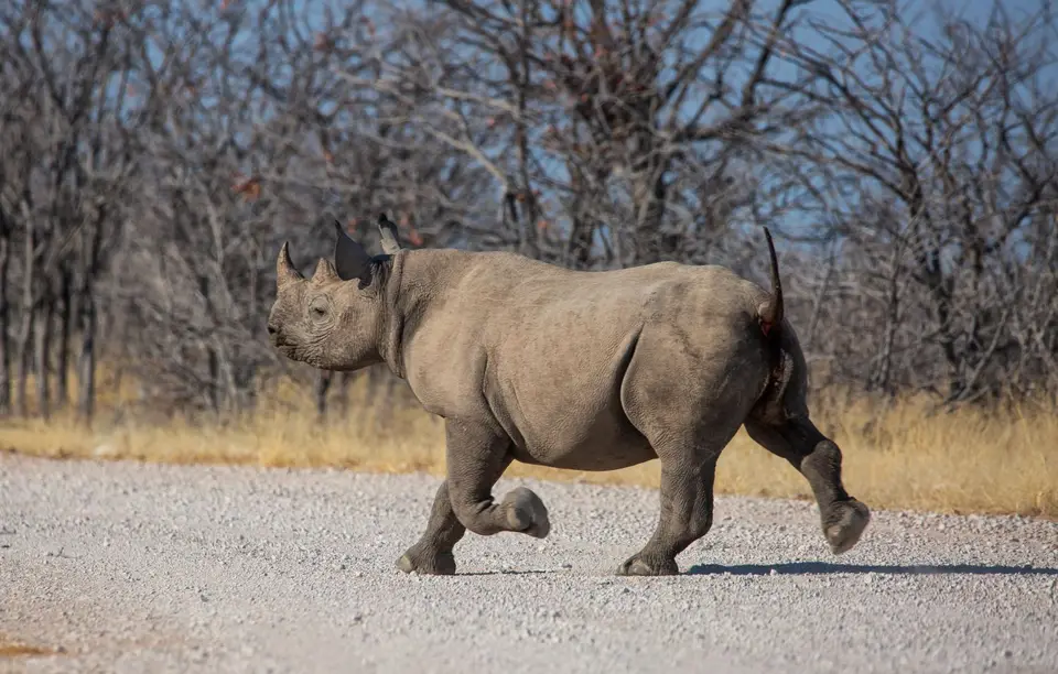 Namibia_Etosha_941.jpg