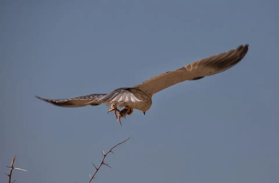 Namibia_Etosha_948.jpg