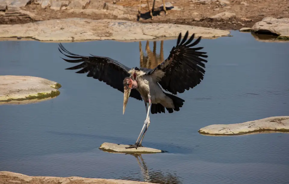 Namibia_Etosha_962.jpg
