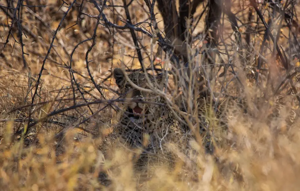 Namibia_Etosha_966.jpg