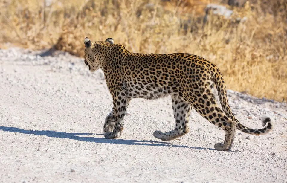Namibia_Etosha_970.jpg