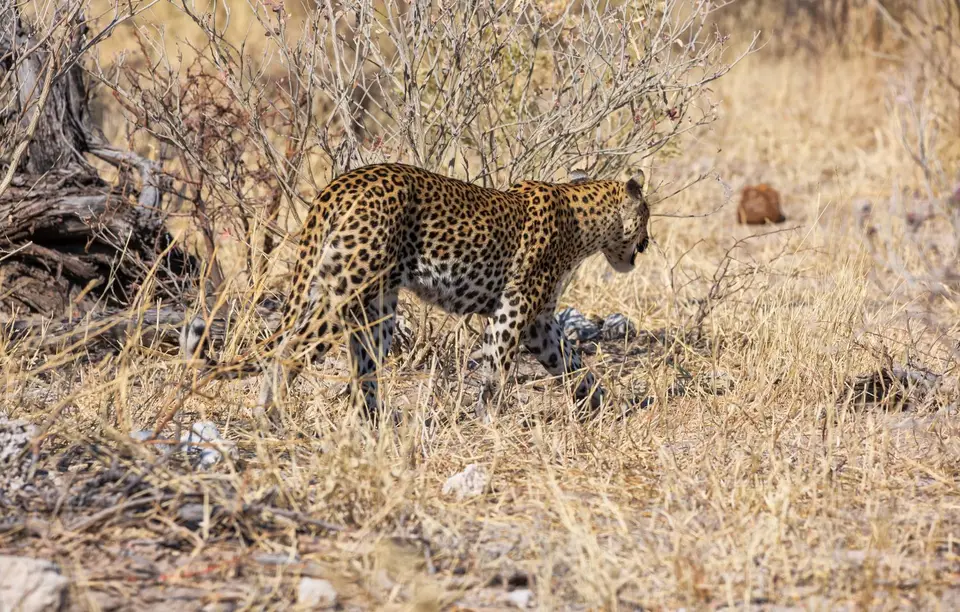 Namibia_Etosha_972.jpg