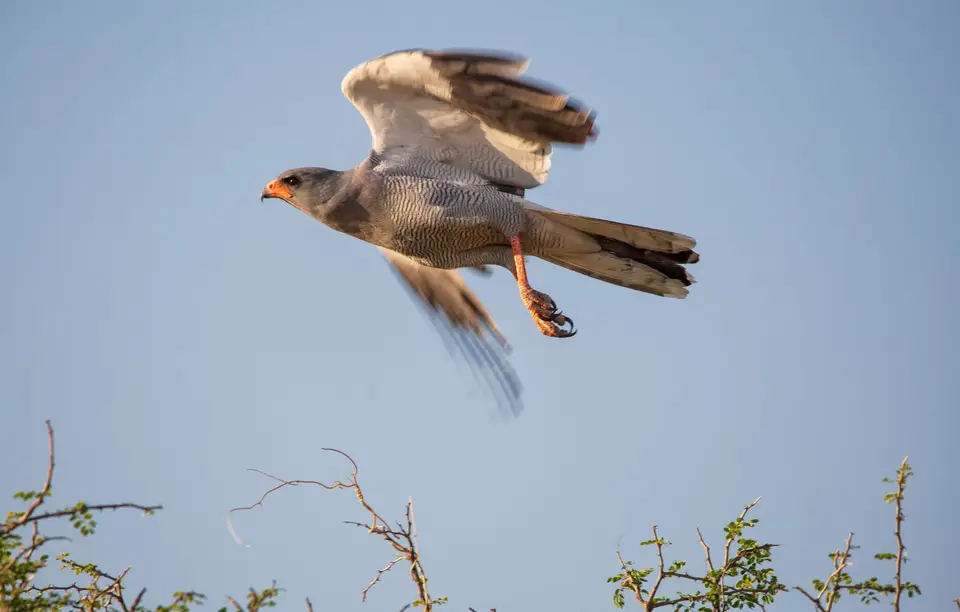 Namibia_Etosha_979.jpg