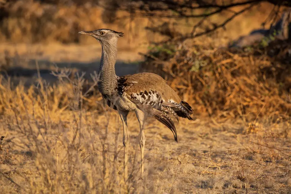 Namibia_Etosha_980.jpg