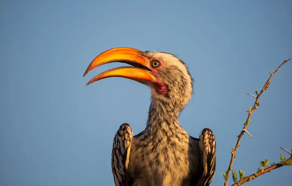 Namibia_Etosha_984.jpg