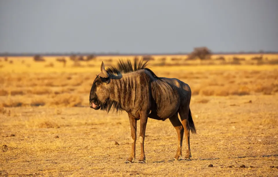 Namibia_Etosha_986.jpg
