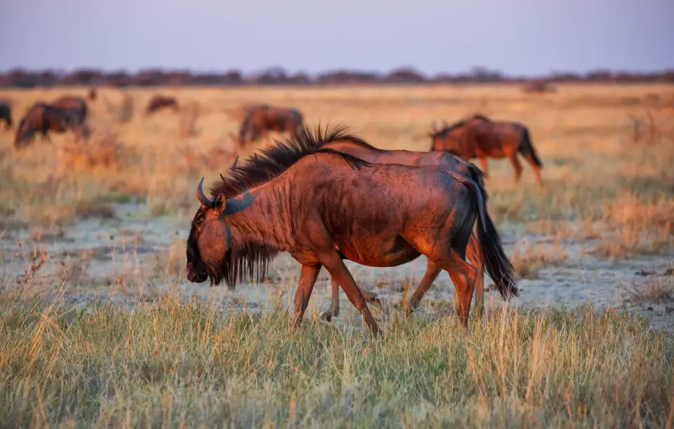 Namibia_Etosha_987.jpg