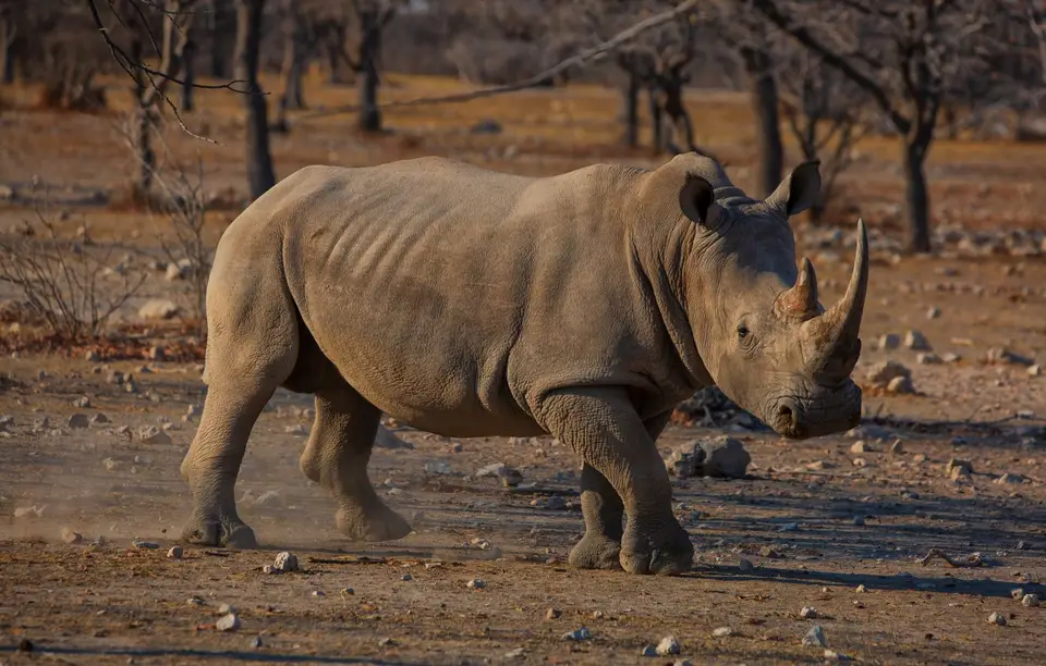 Namibia_Etosha_Oberlandlodge_46.jpg