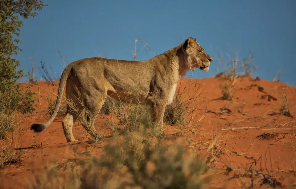Namibia_KalahariGameLodge_54.jpg