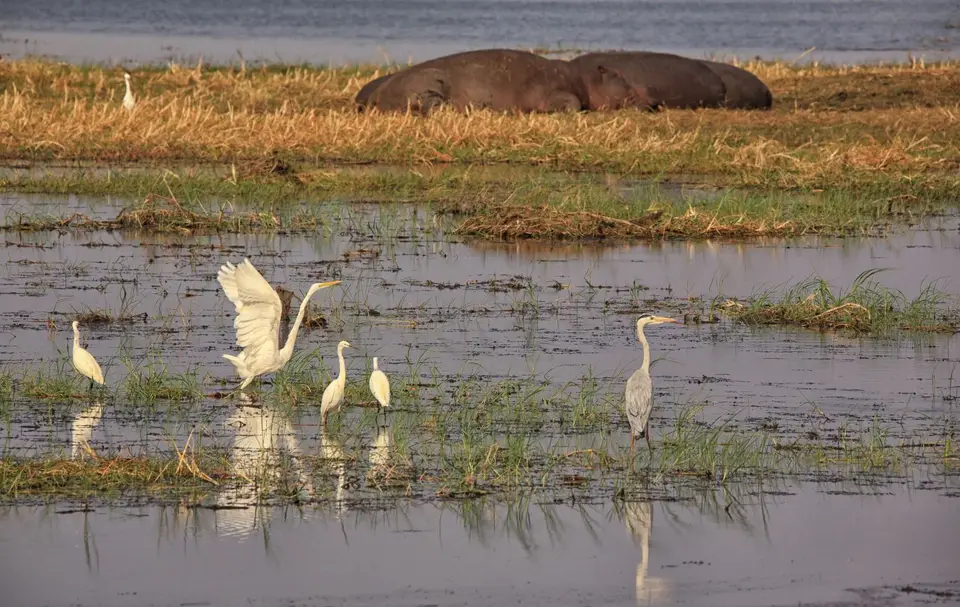 Namibia_Mahango_024.jpg