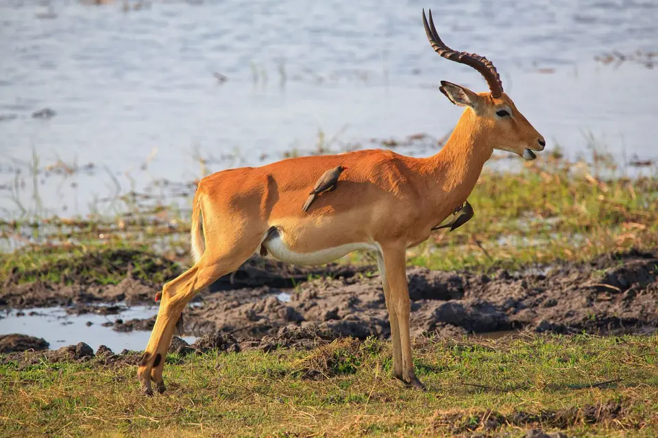 Namibia_Mahango_027.jpg